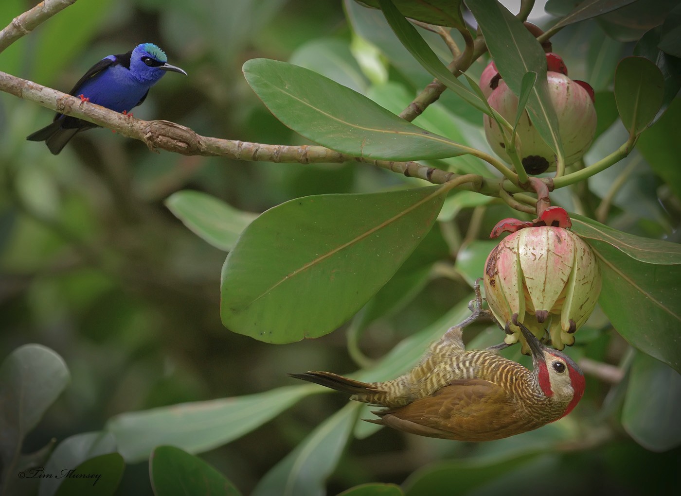 Golden-olive Woopecker and Red-legged Honeycreeper