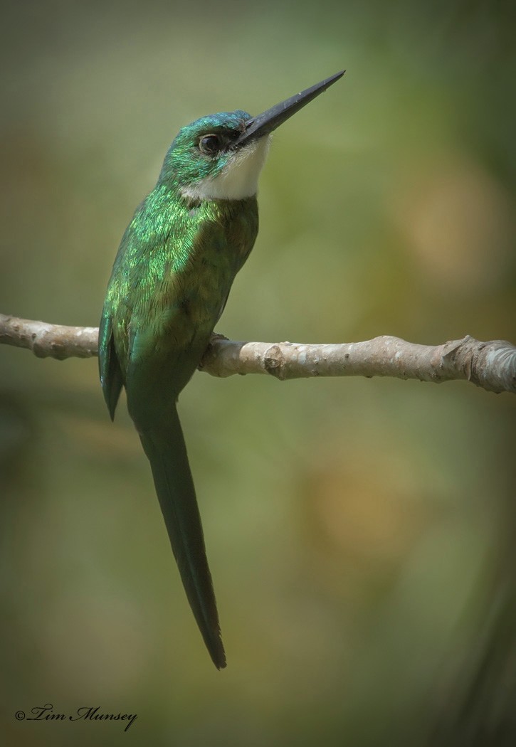 Jacamar