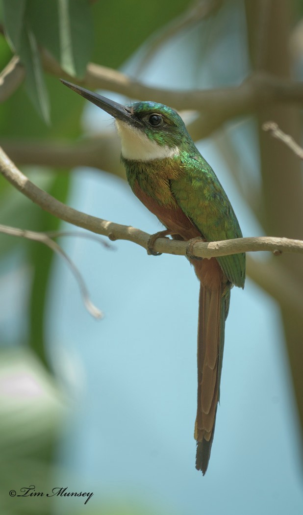 Jacamar