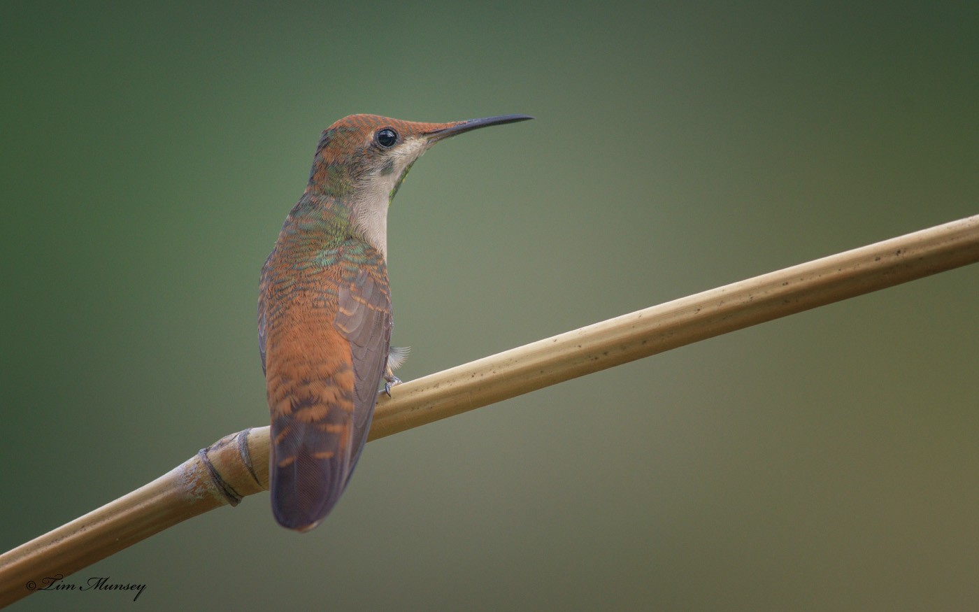 Juvenile Ruby-topaz Hummingbird