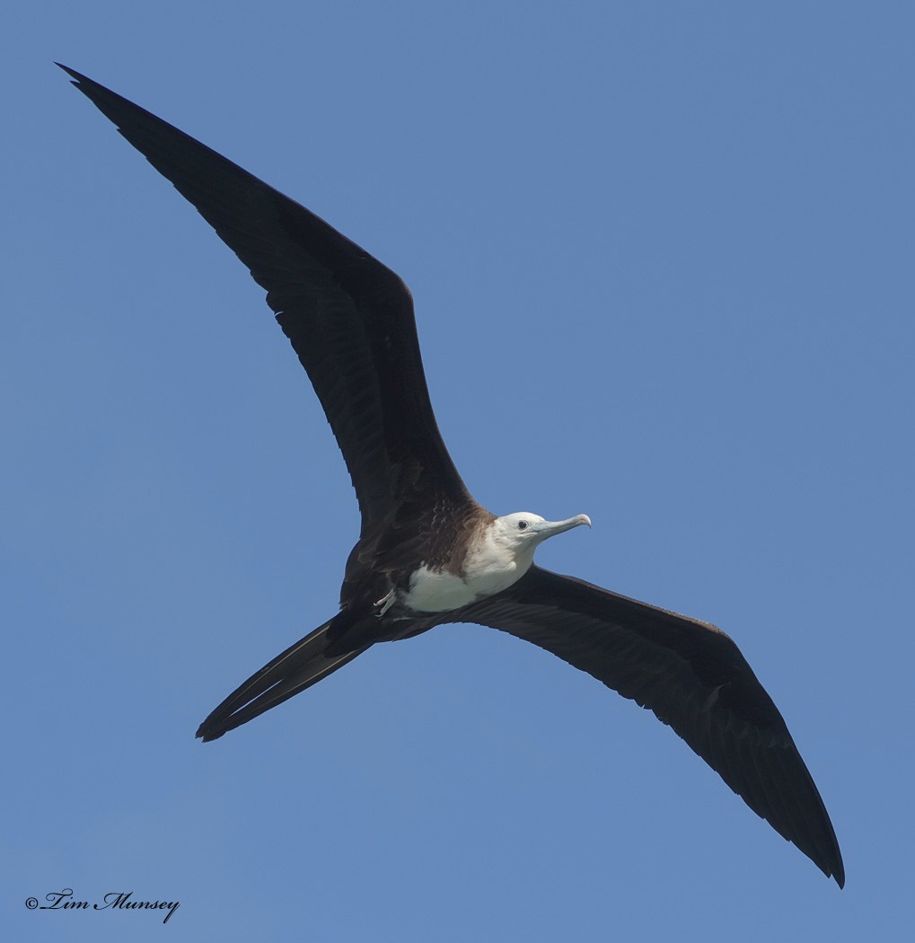 Magnificent Frigatebird