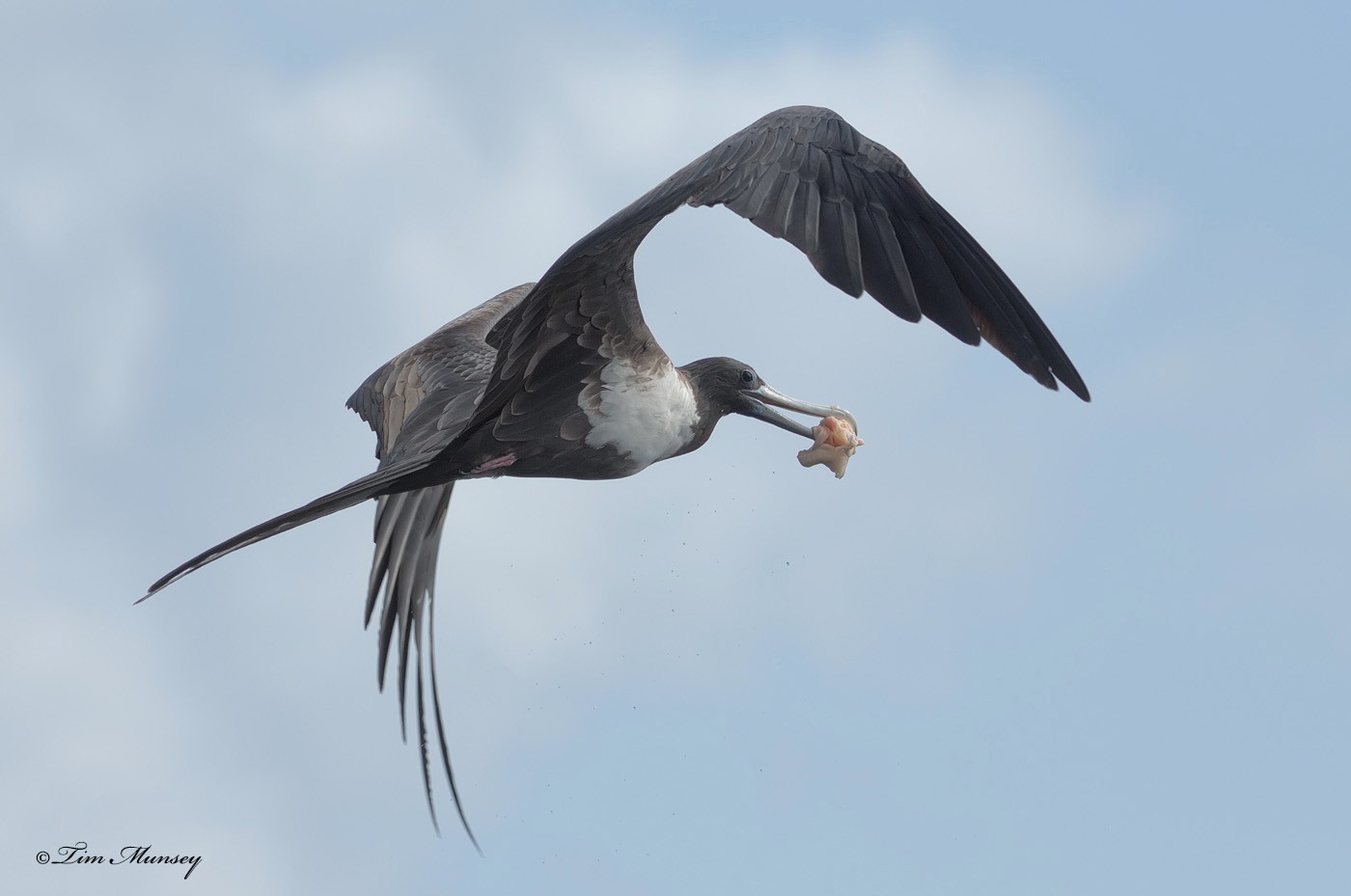 Magnificent Frigatebird