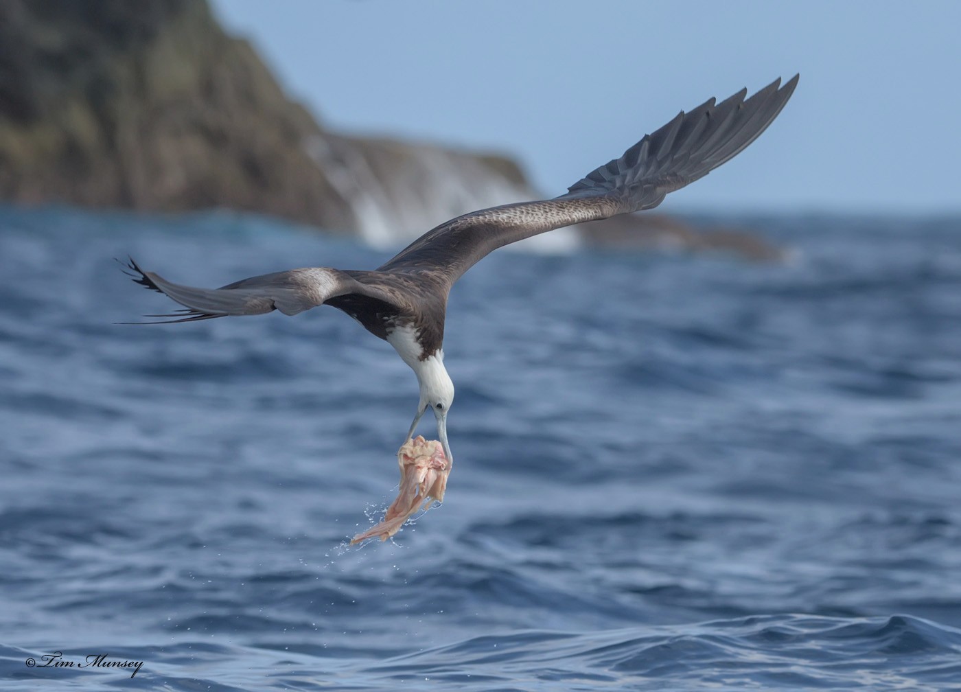 Magnificent Frigatebird