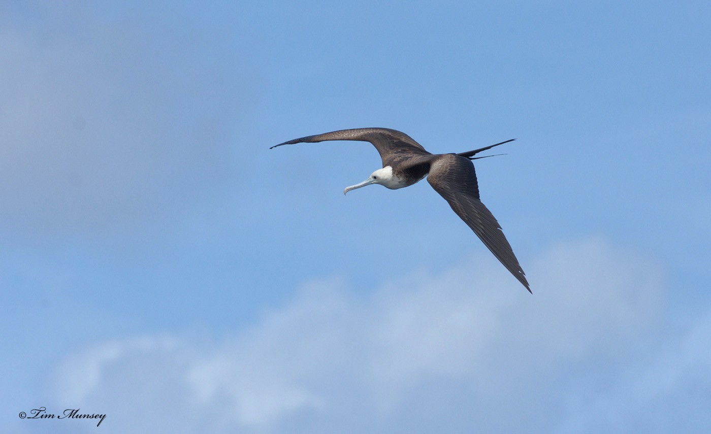 Magnificent Frigatebird