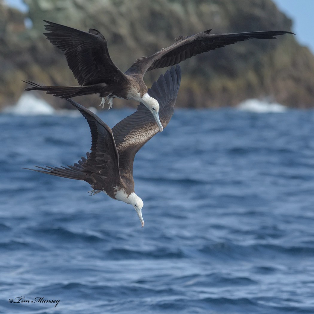 Magnificent Frigatebird