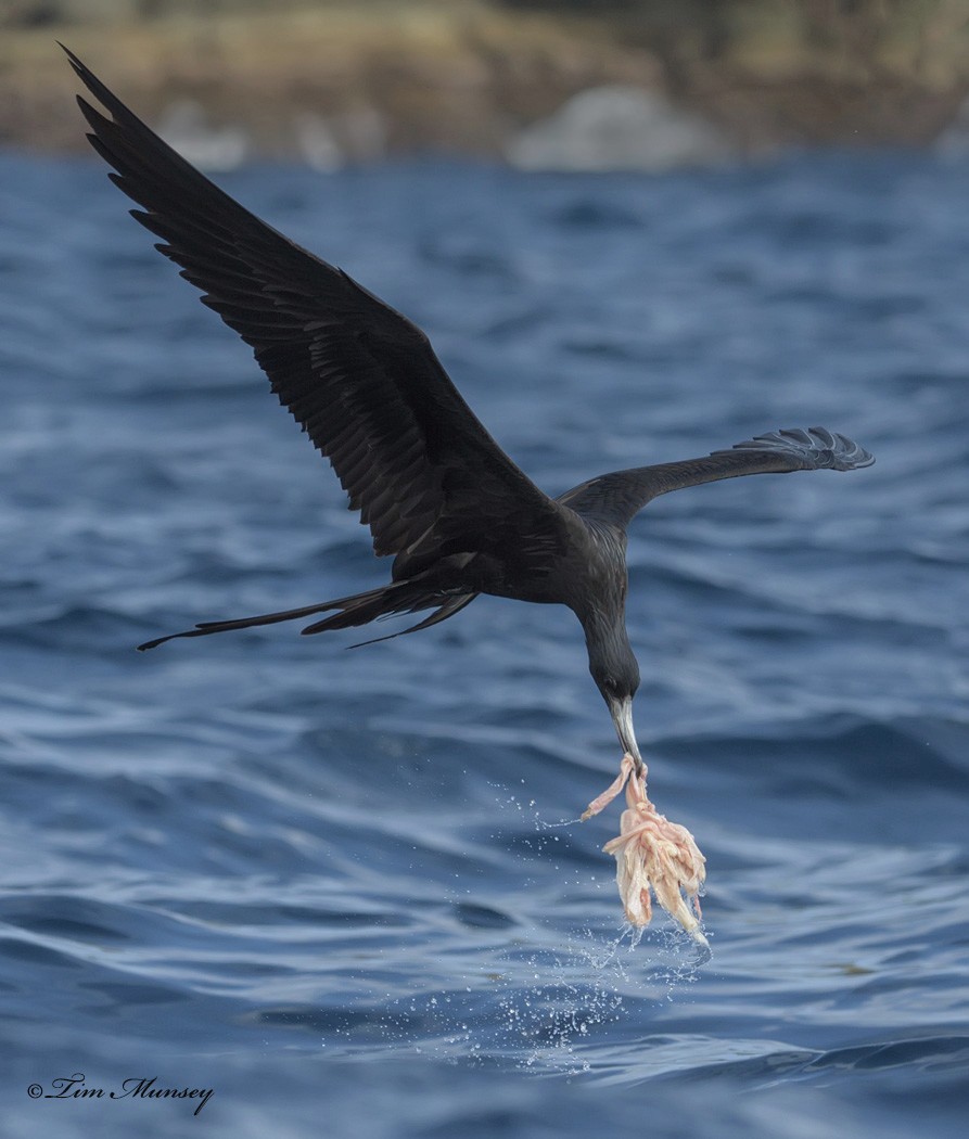 Magnificent Frigatebird