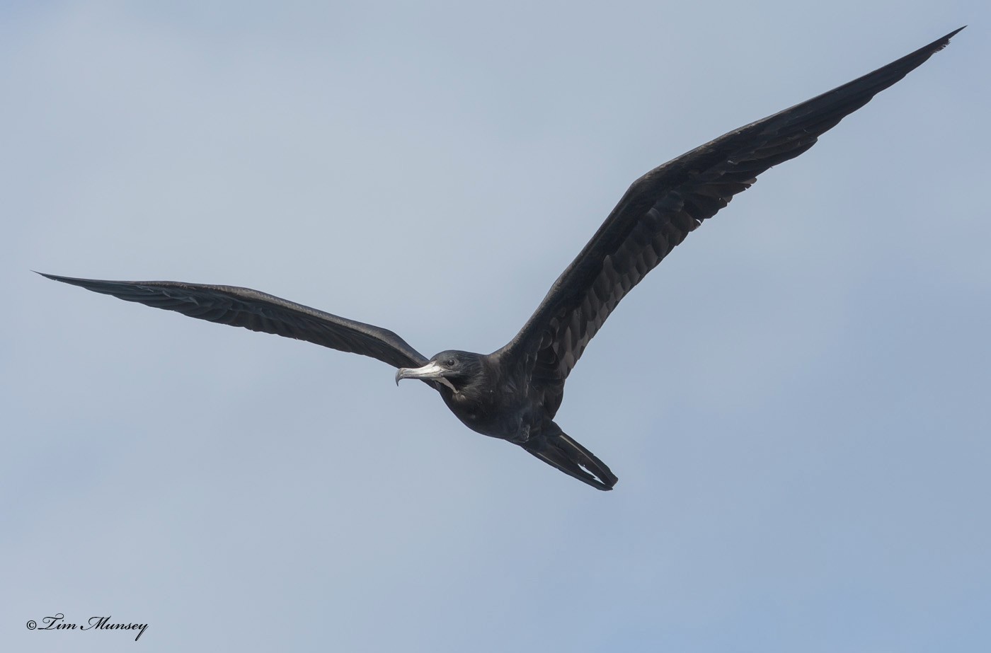 Magnificent Frigatebird