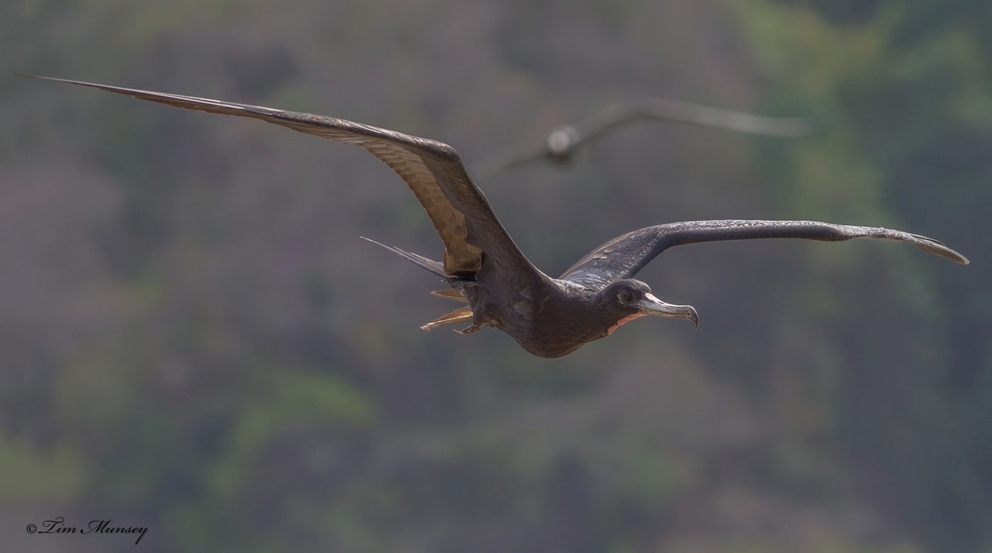 Magnificent Frigatebird