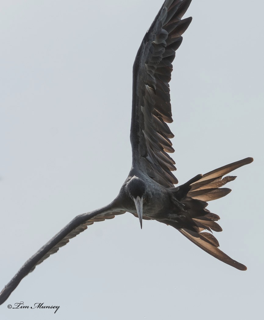 Magnificent Frigatebird