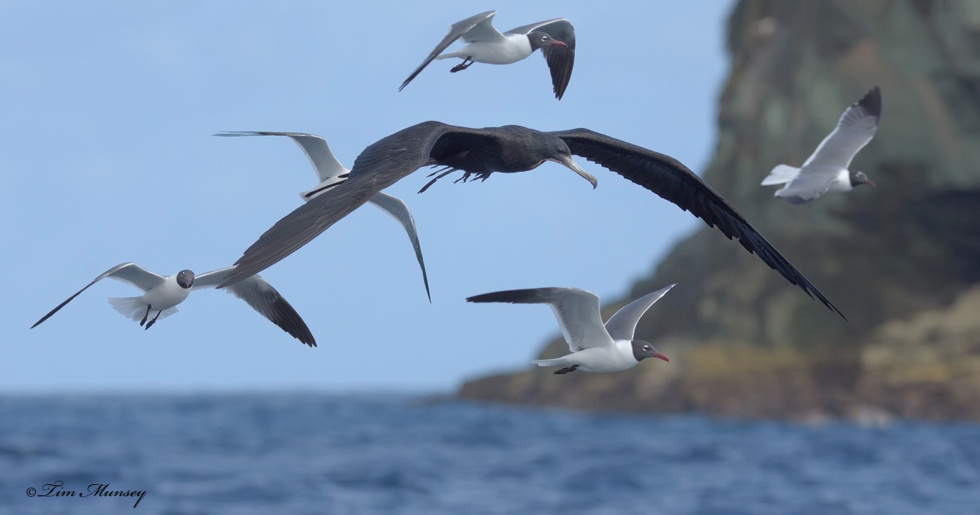 Magnificent Frigatebird