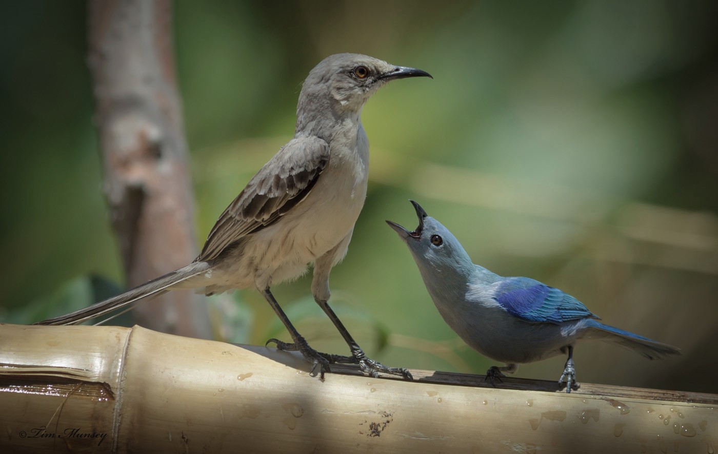 Mocking the Mockingbird