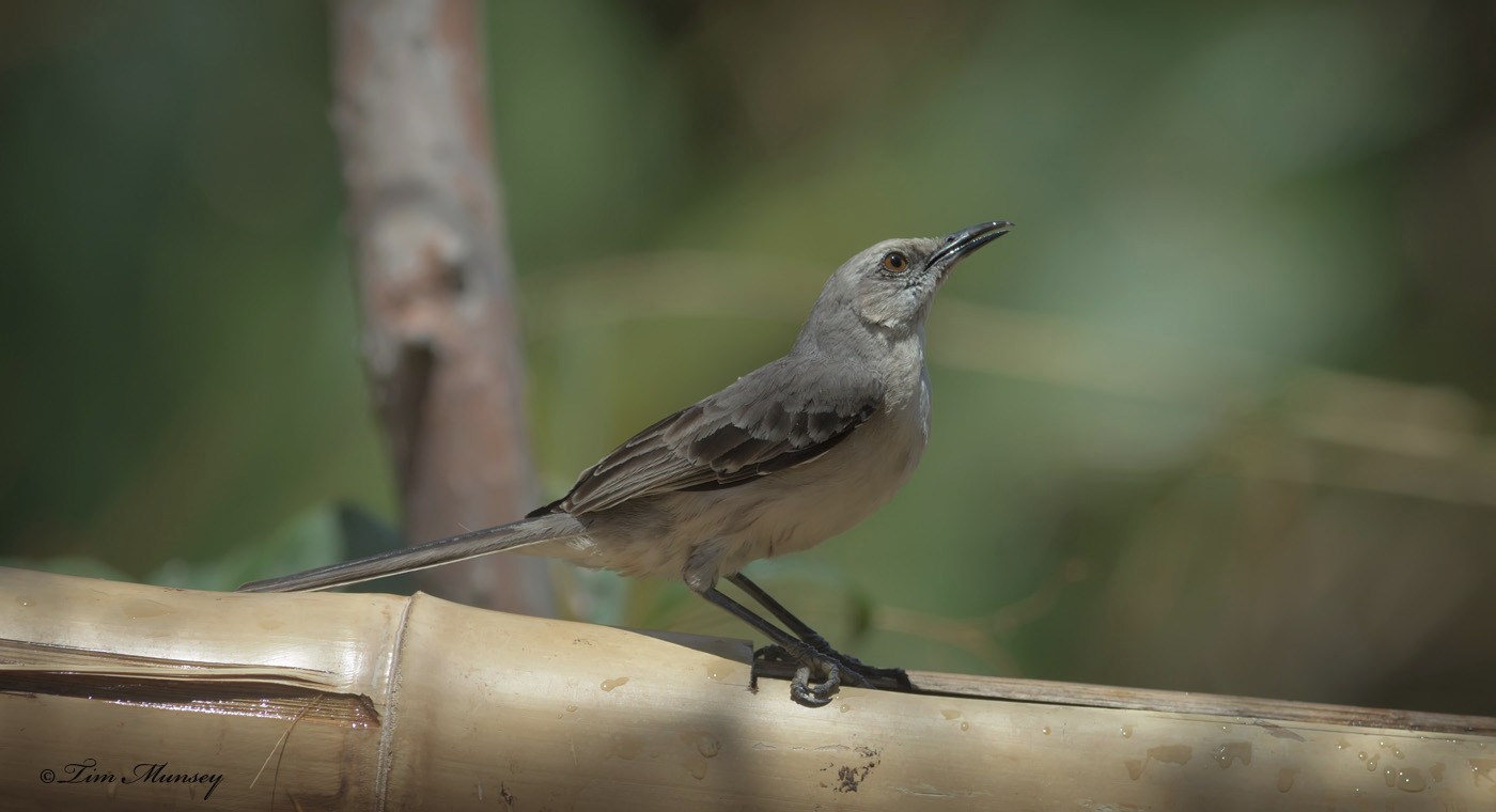 Tropical Mockingbird