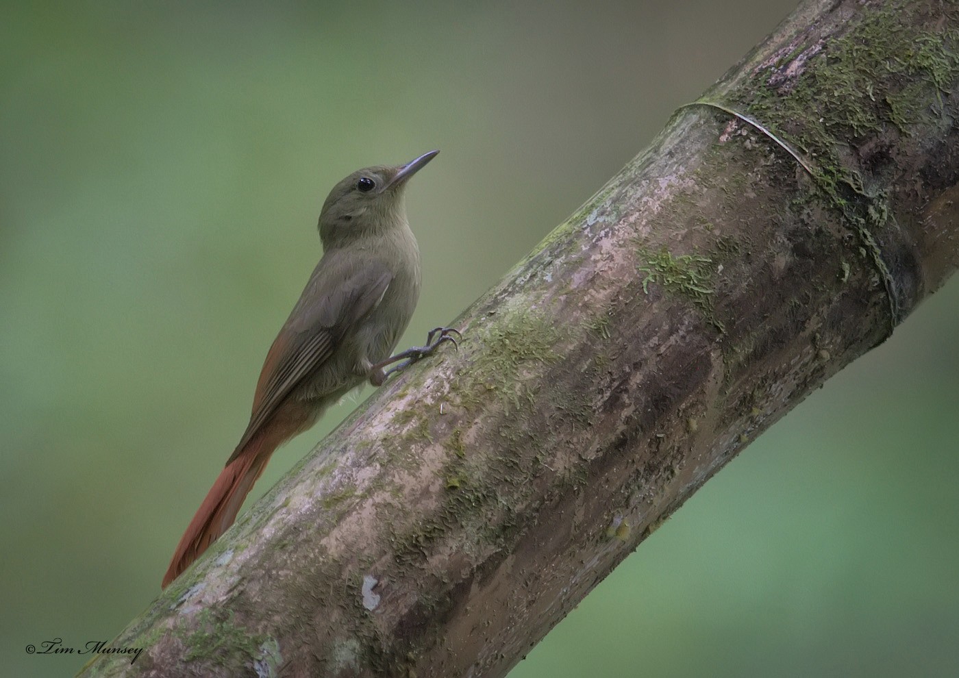 Olivaceous Woodcreeper