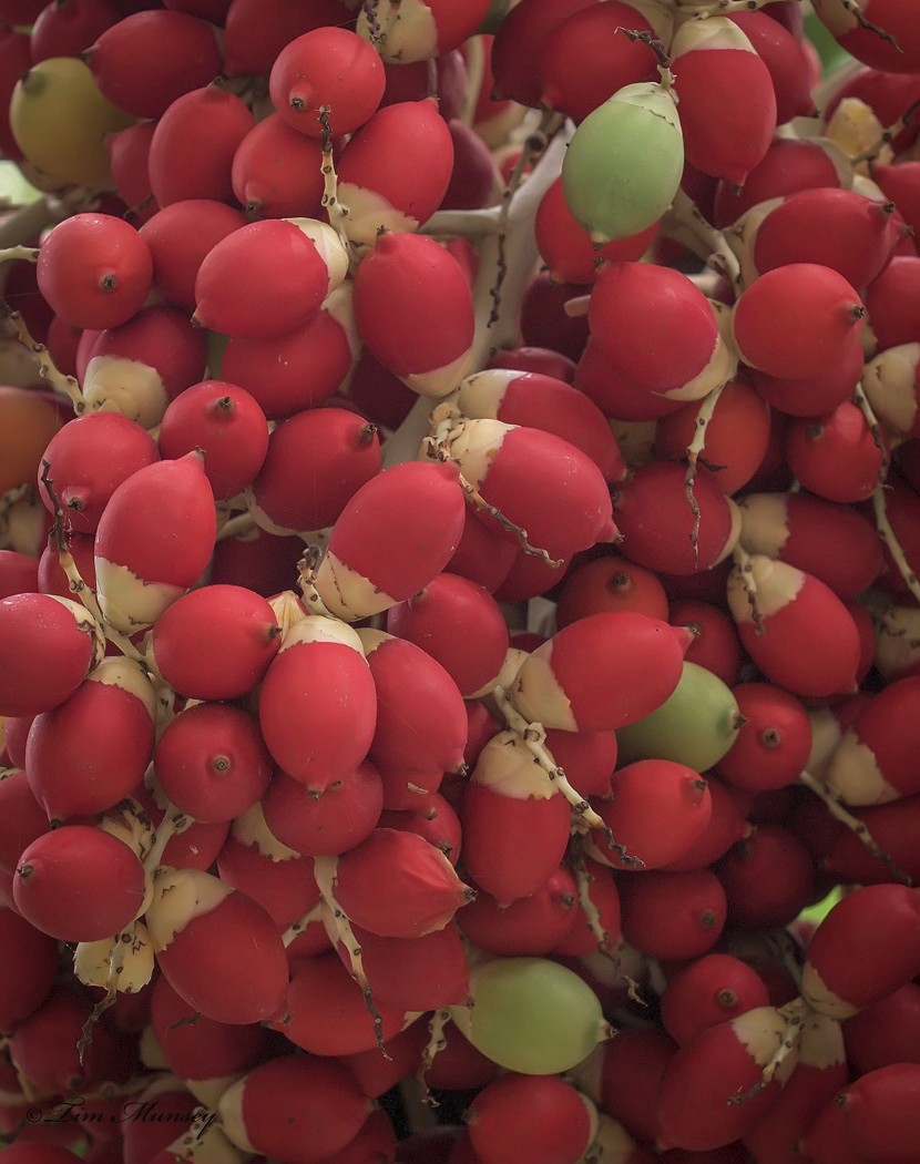 Palm Fruit