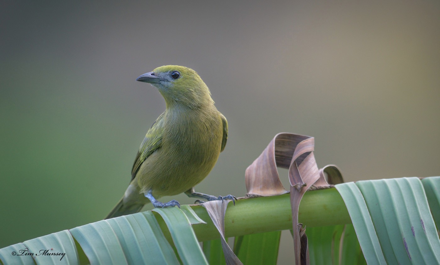 Palm Tanager