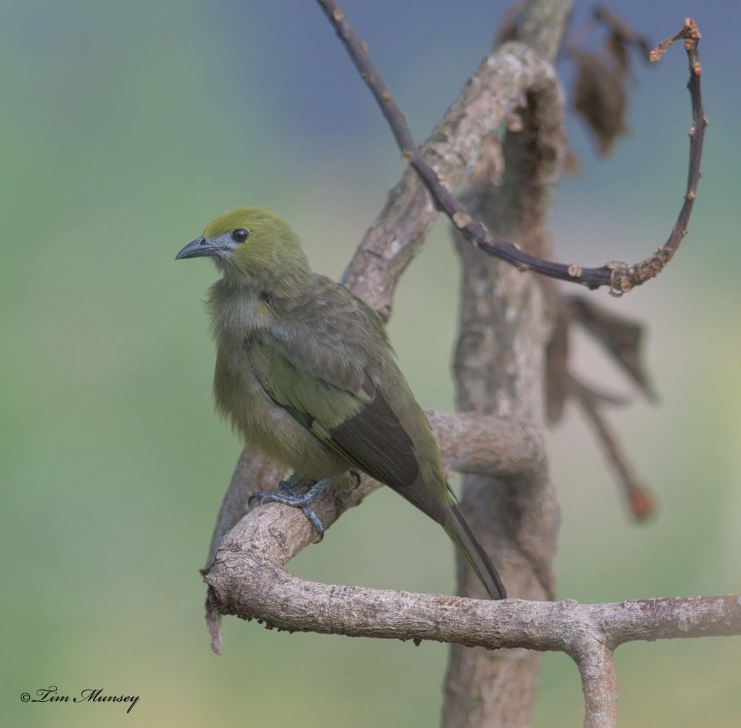 Palm Tanager