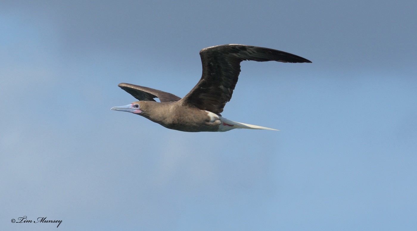 Red Footed Booby