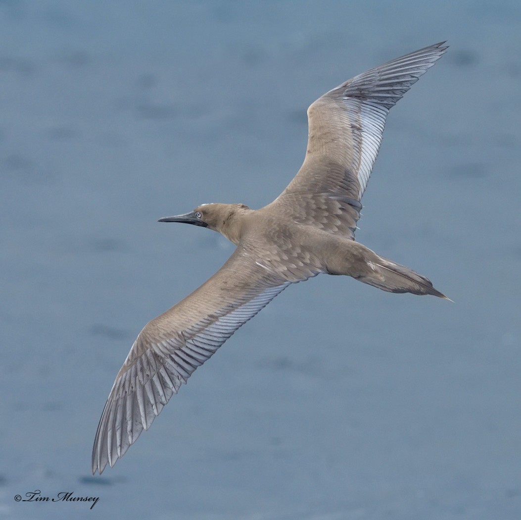 Red Footed Booby