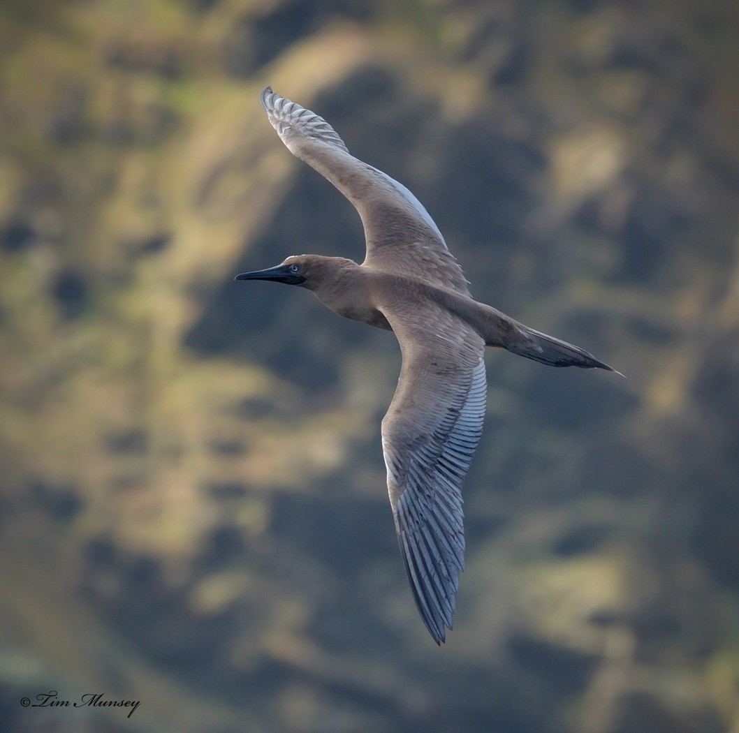 Red Footed Booby