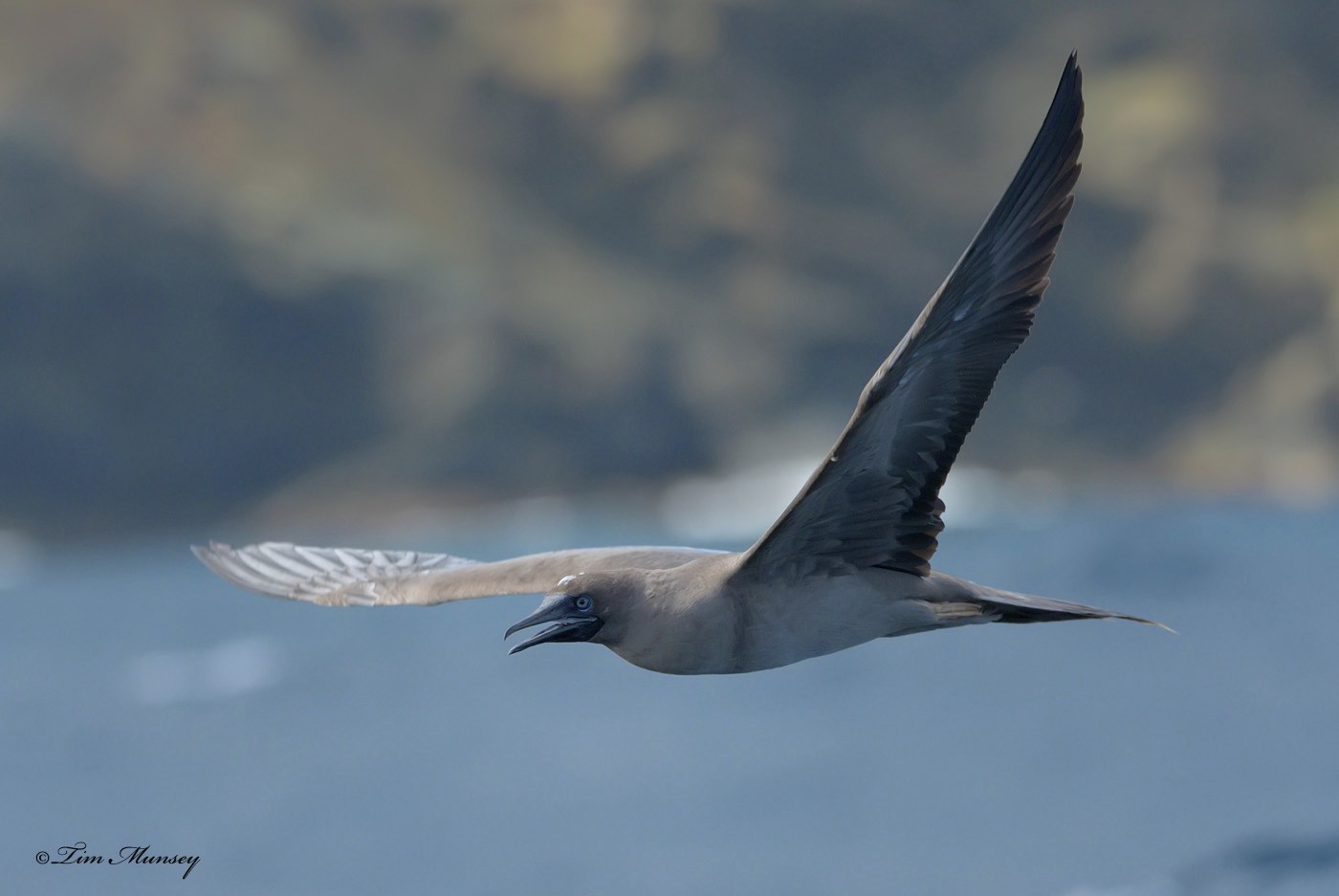 Red Footed Booby