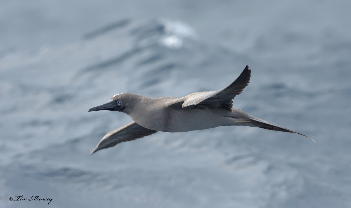 Red Footed Booby