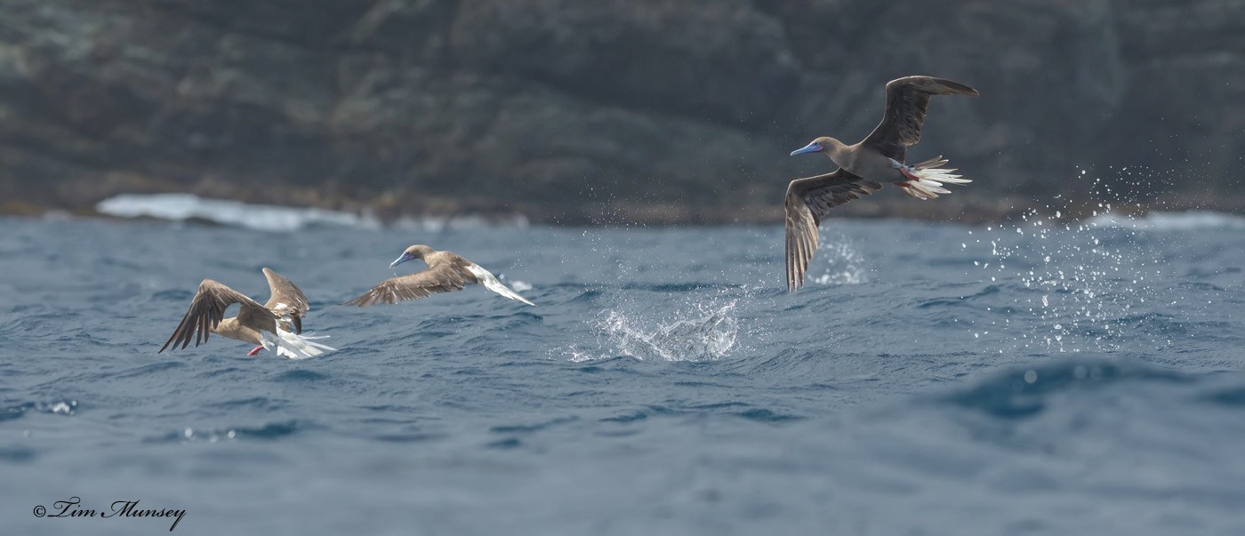 Red Footed Booby