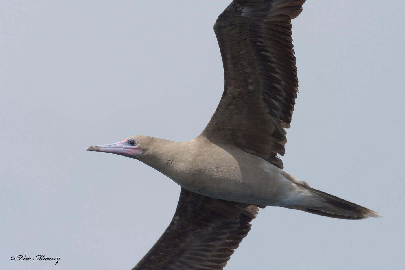 Red Footed Booby