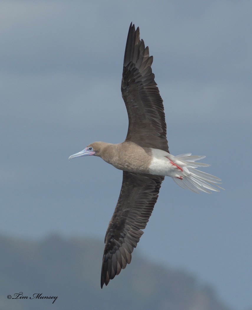 Red Footed Booby