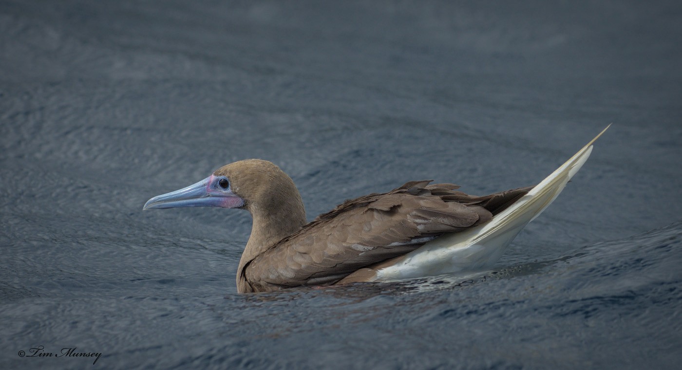 Red Footed Booby