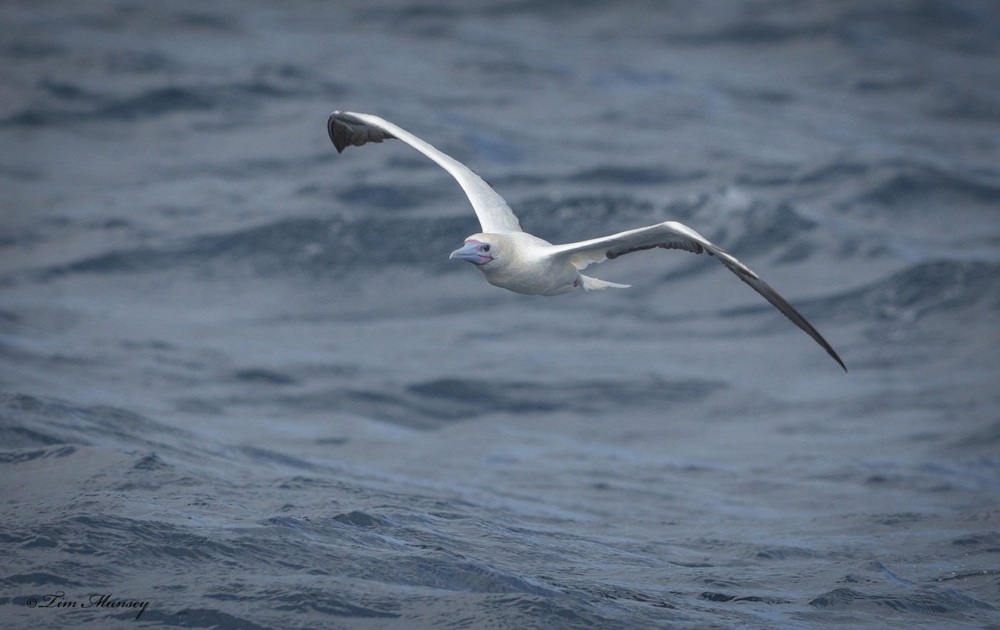 Red Footed Booby White Morph