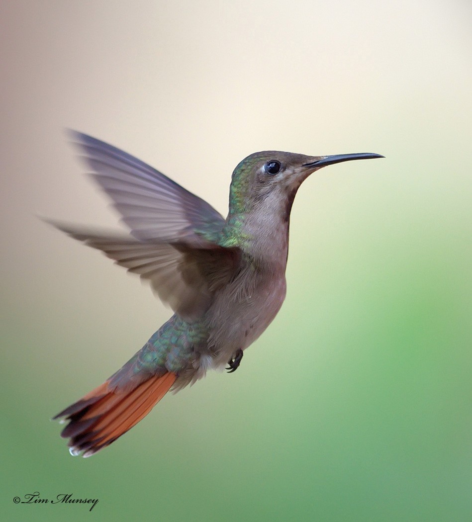 Ruby Topaz Hummingbird Female