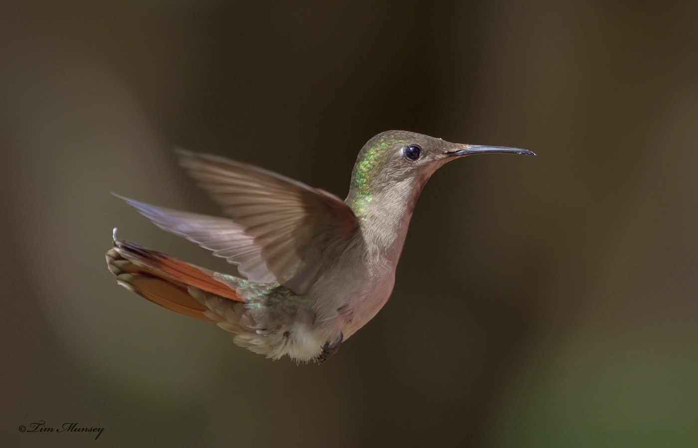 Ruby Topaz Hummingbird Female