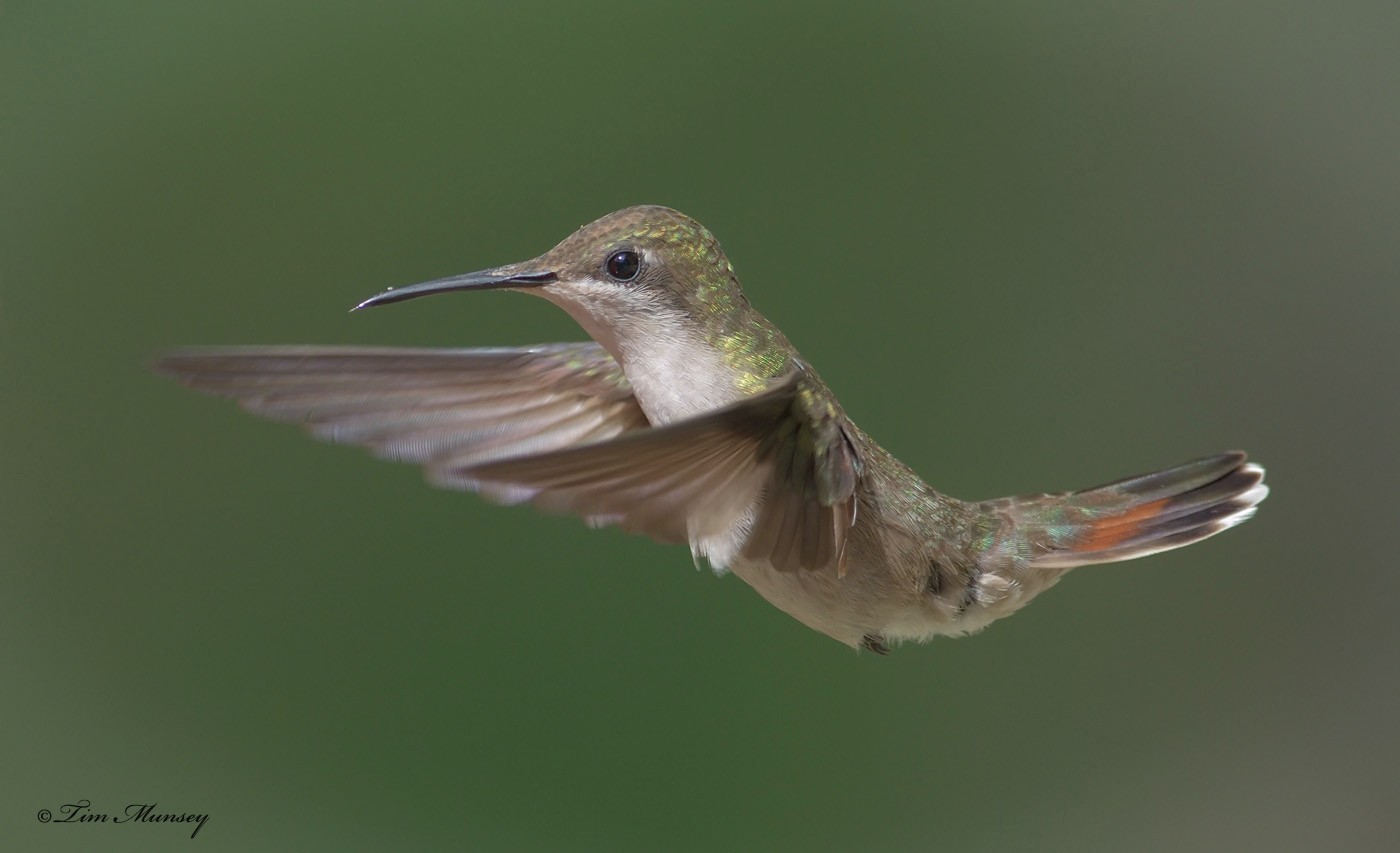 Ruby Topaz Hummingbird Female