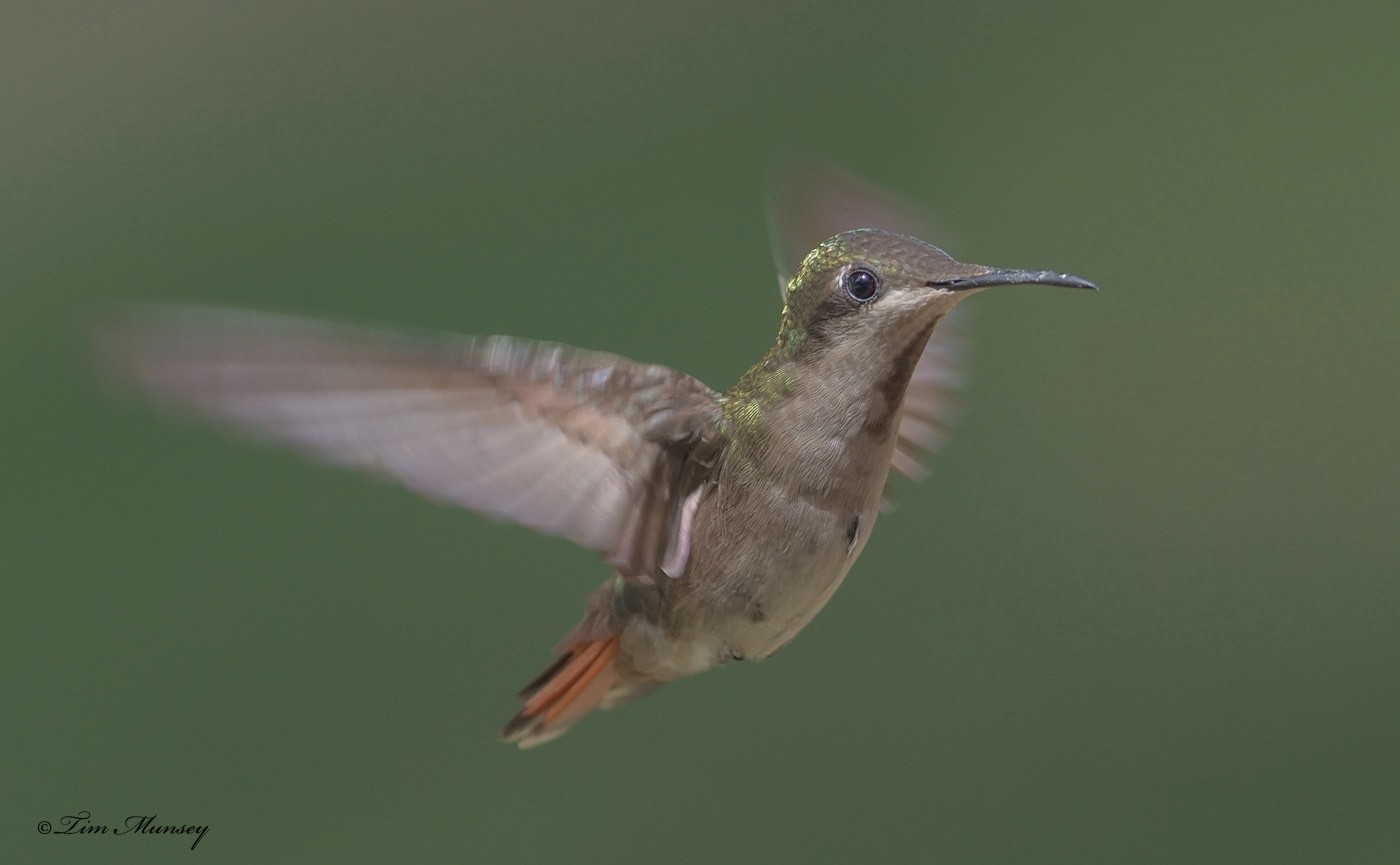 Ruby Topaz Hummingbird Female