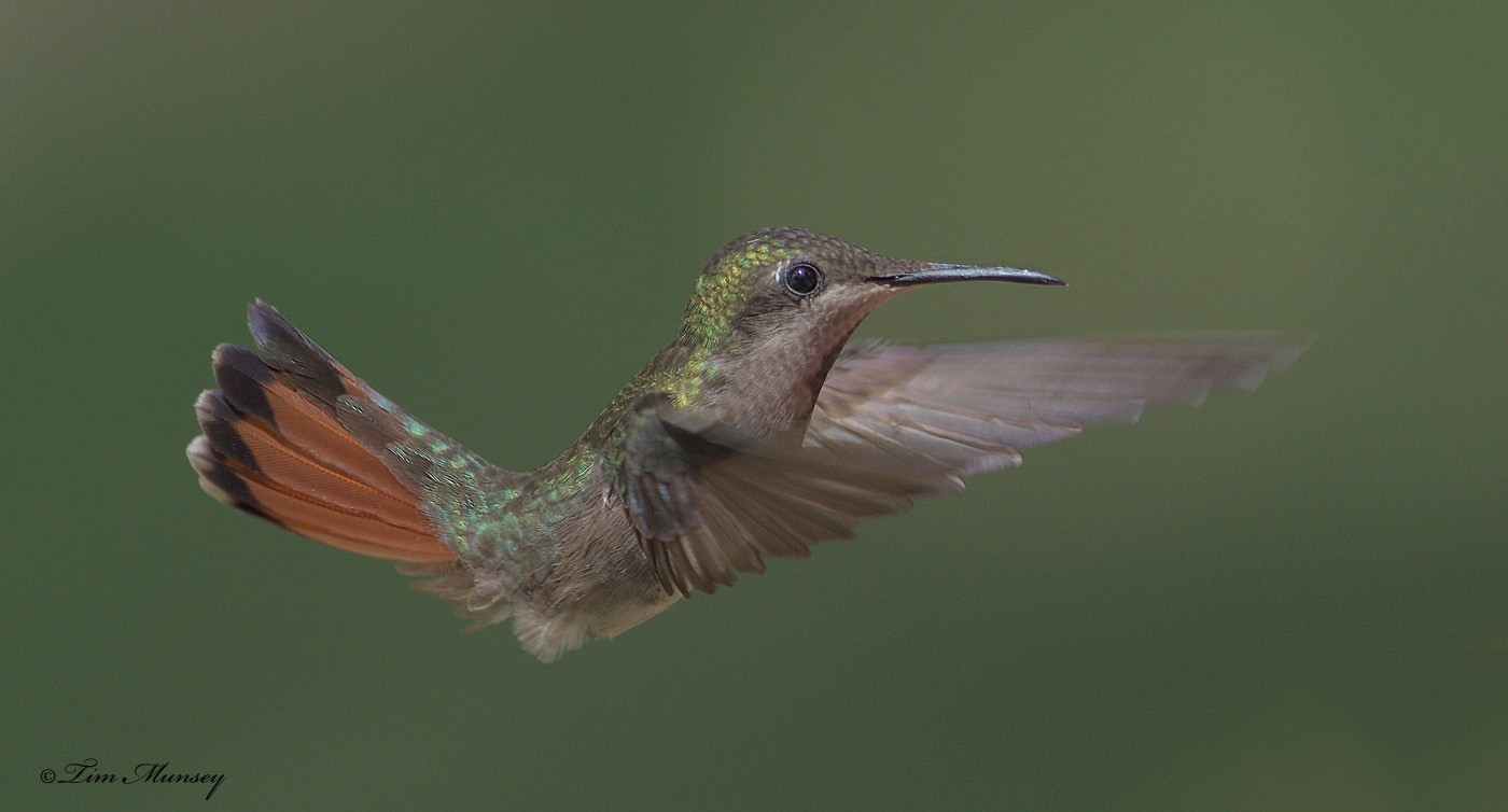 Ruby Topaz Hummingbird Female