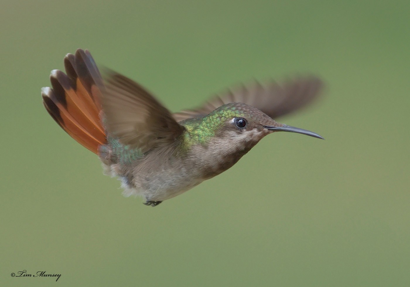 Ruby Topaz Hummingbird Female