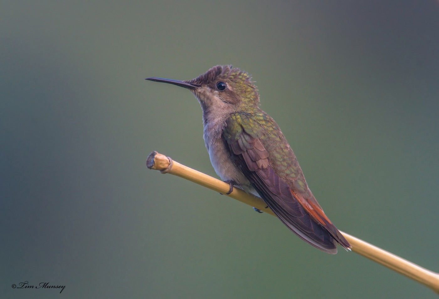 Ruby Topaz Hummingbird Female