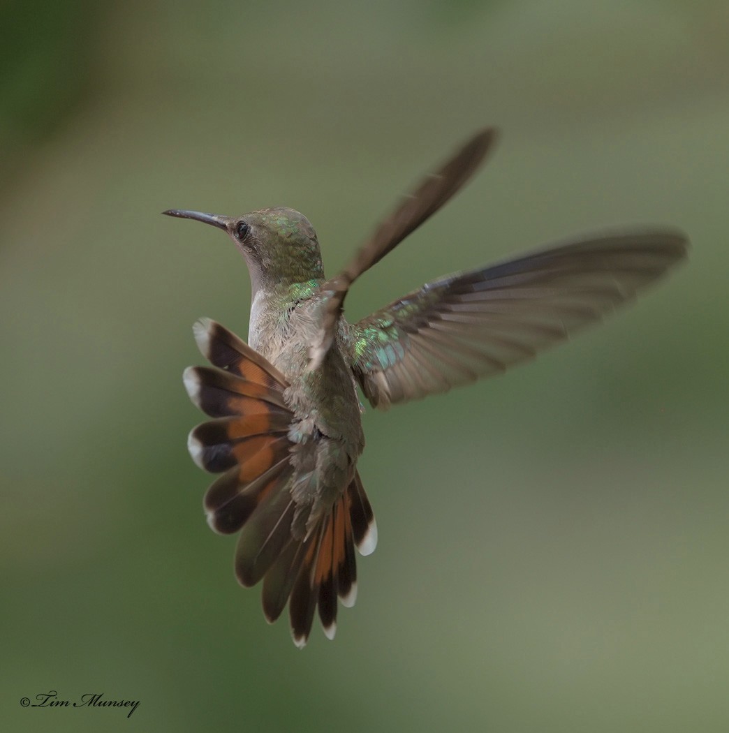 Ruby Topaz Hummingbird Female