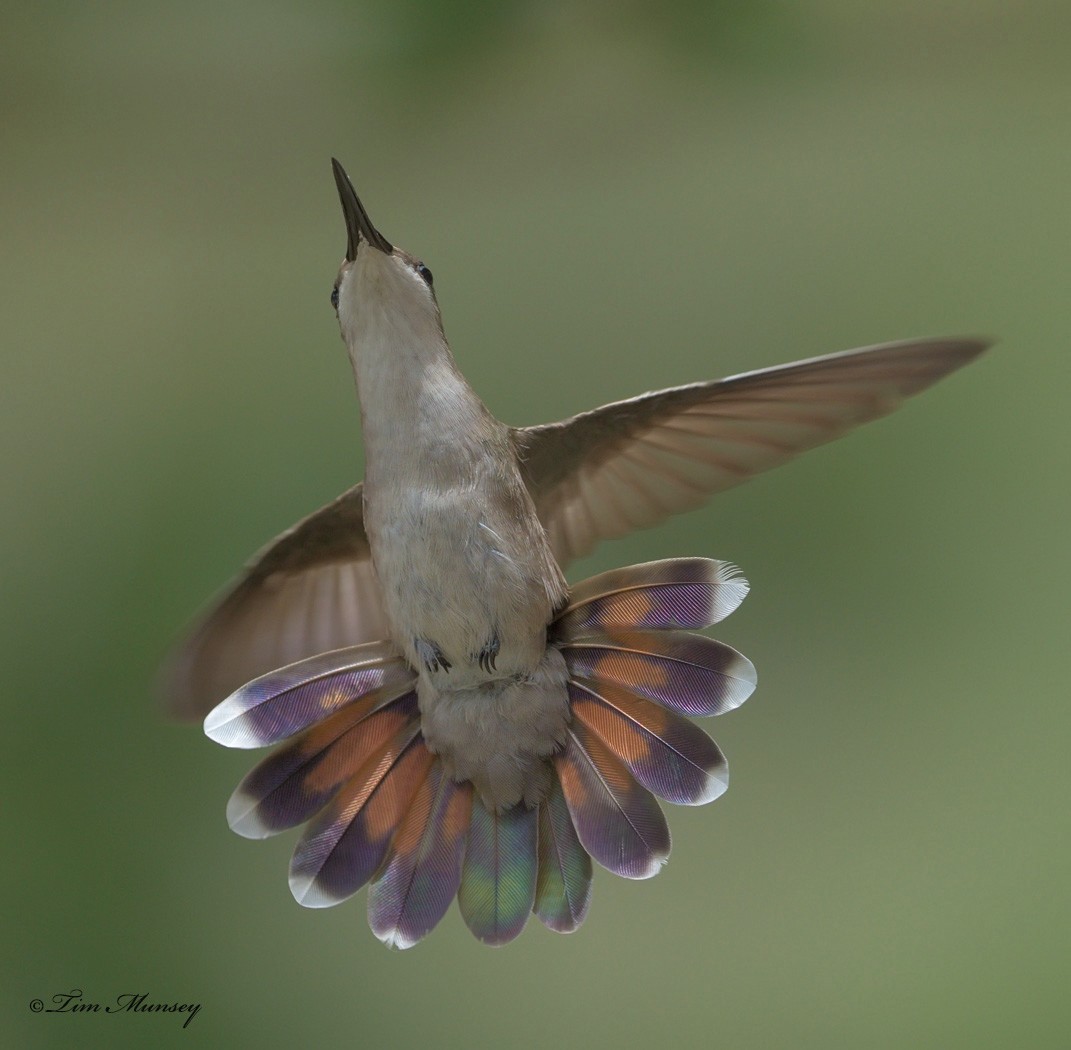 Ruby Topaz Hummingbird Female