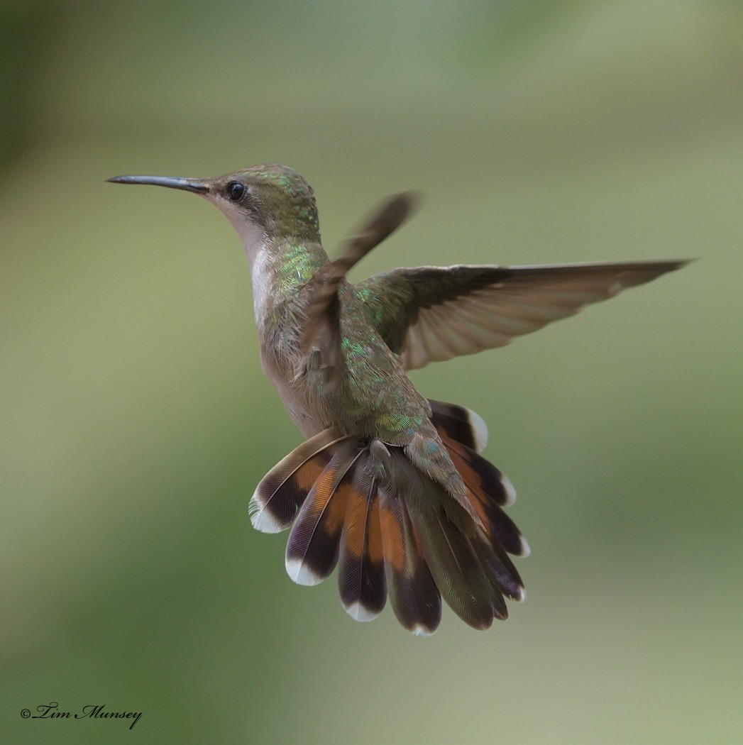 Ruby Topaz Hummingbird Female