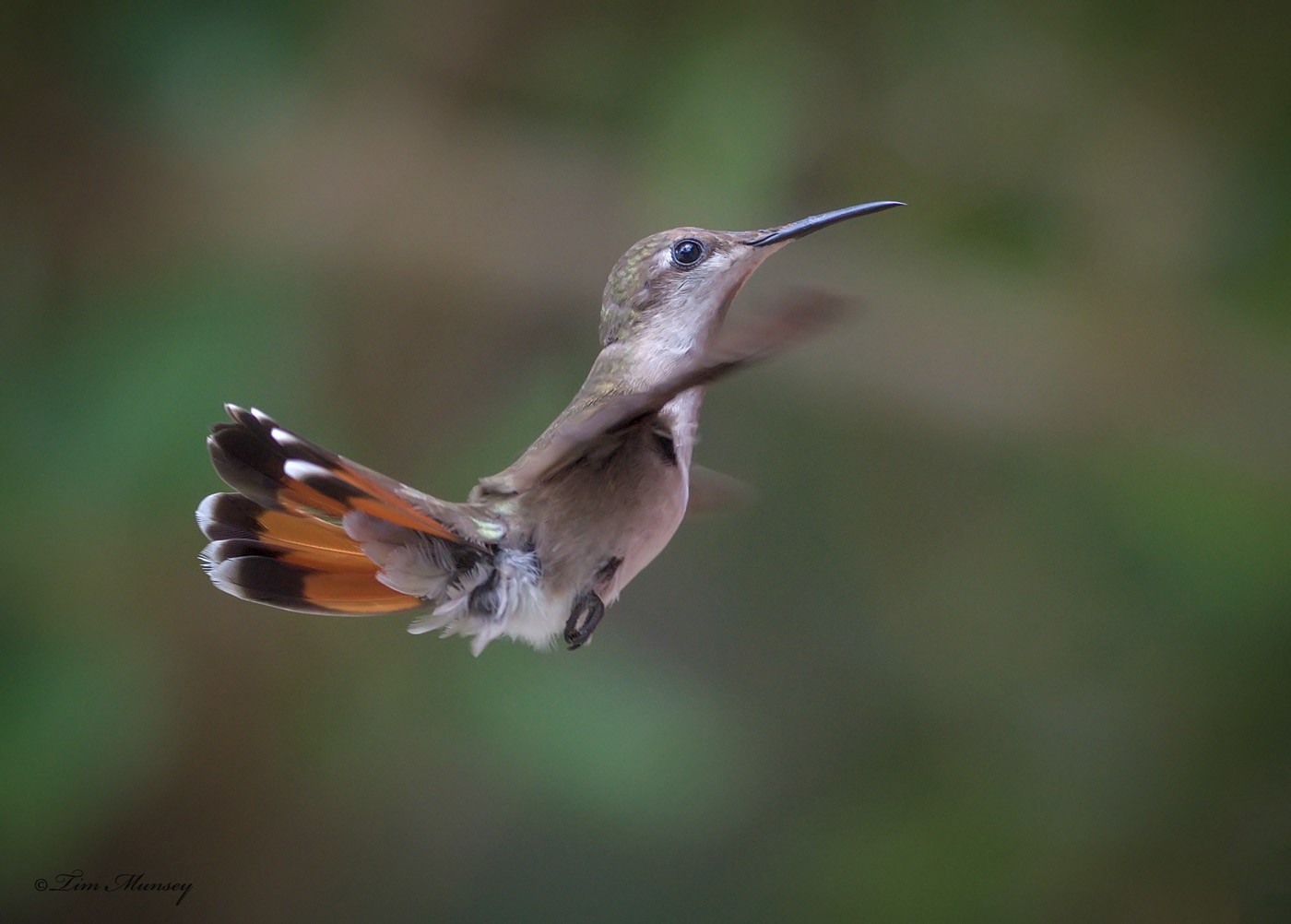 Ruby Topaz Hummingbird Female