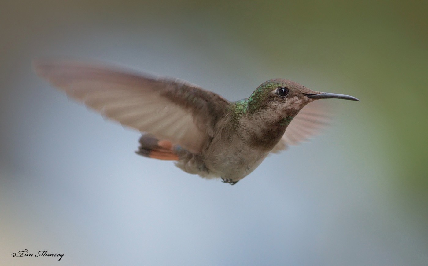 Ruby Topaz Hummingbird Female