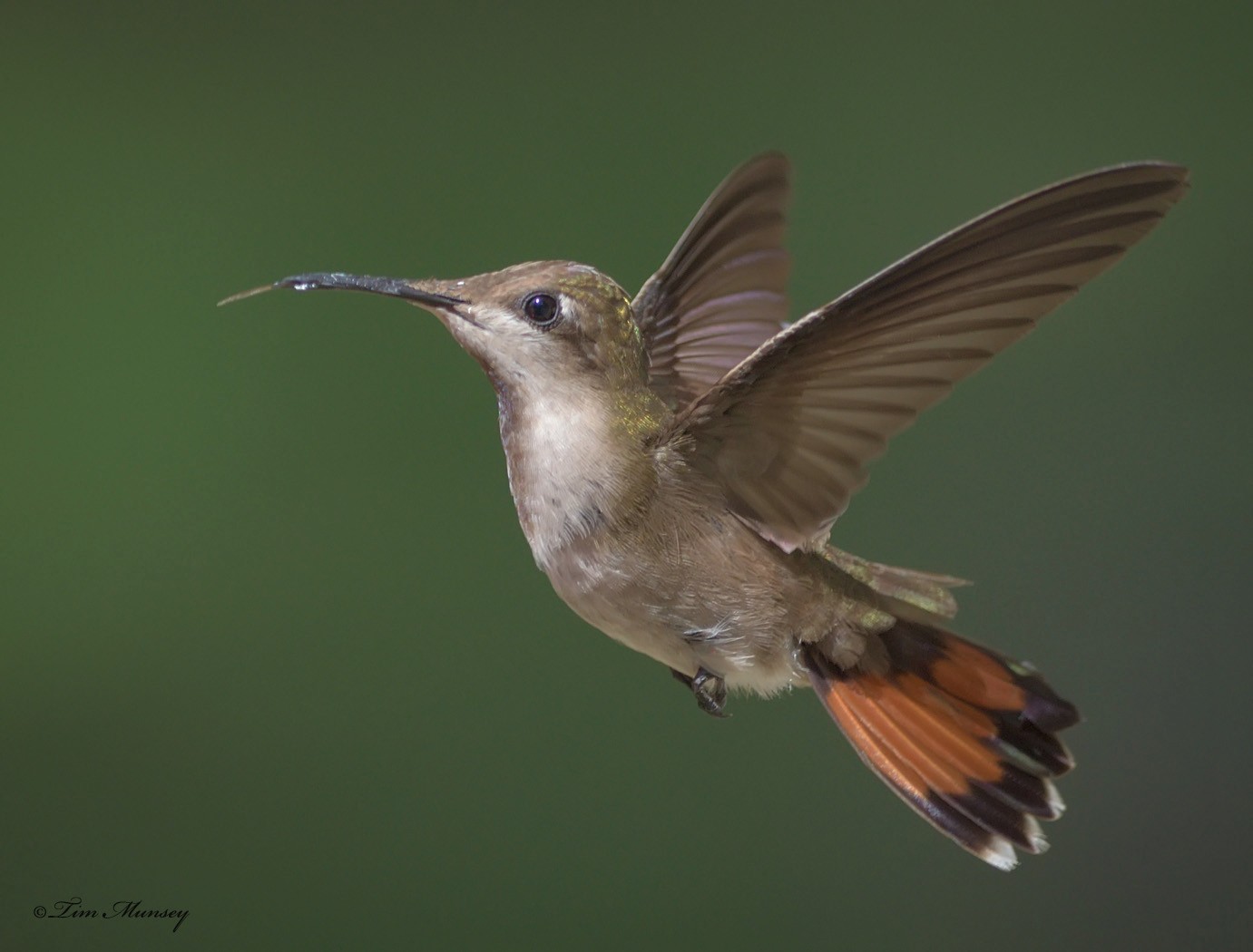 Ruby Topaz Hummingbird Female