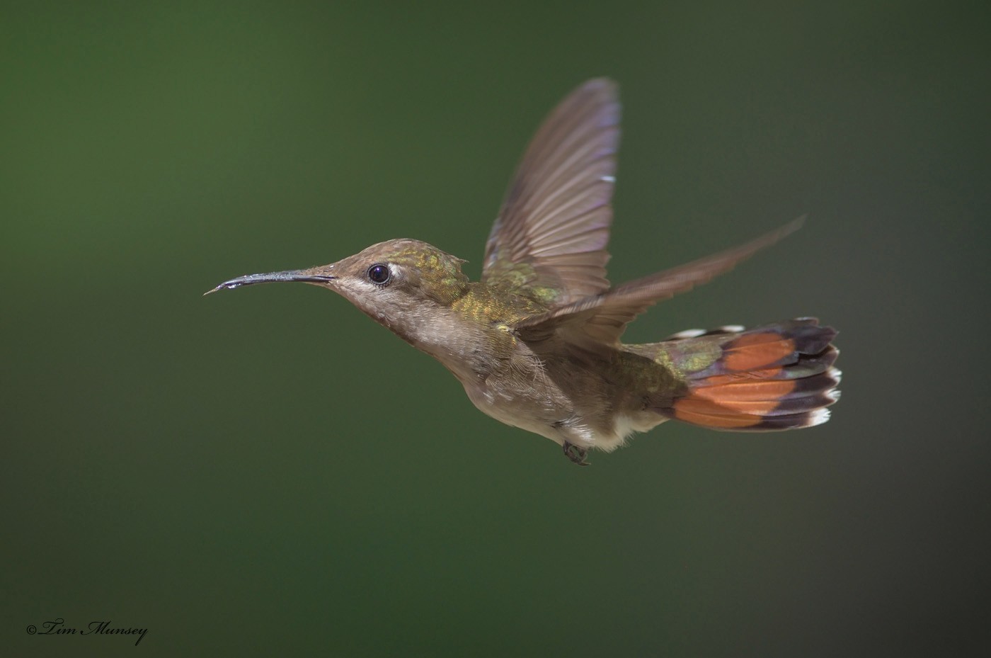 Ruby Topaz Hummingbird Female