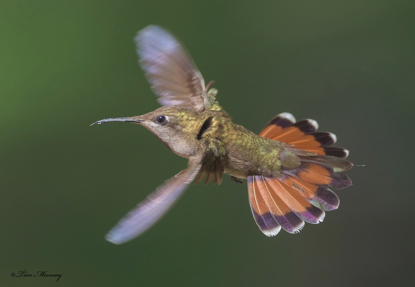 Ruby Topaz Hummingbird Female