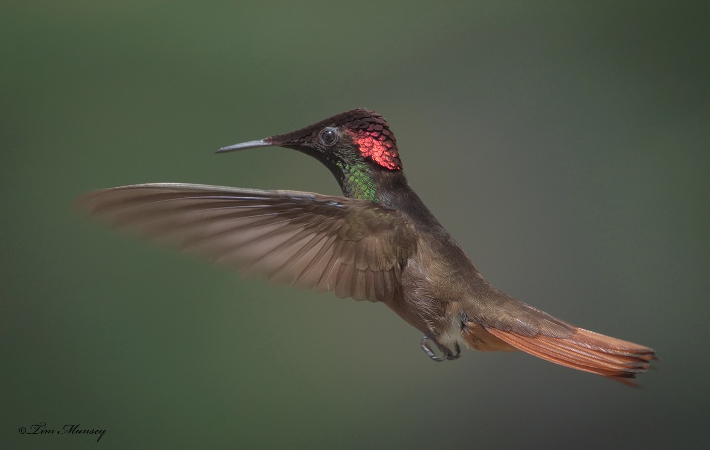 Ruby Topaz Hummingbird Male