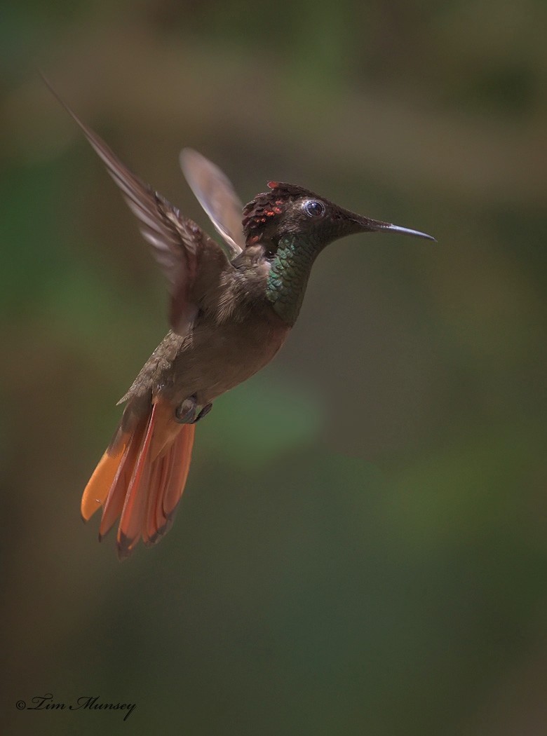 Ruby Topaz Hummingbird Male