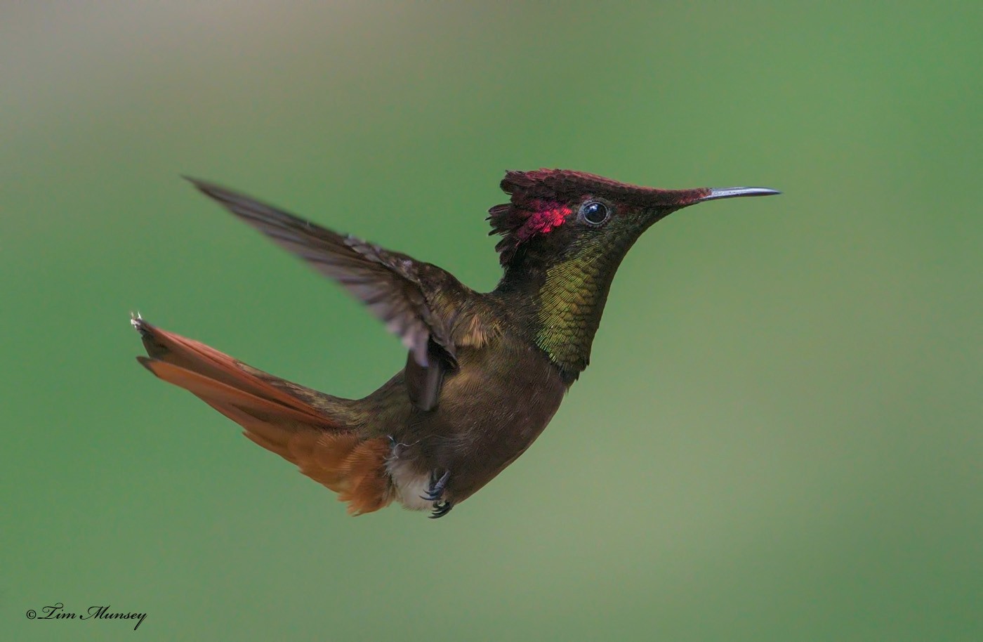 Ruby Topaz Hummingbird Male