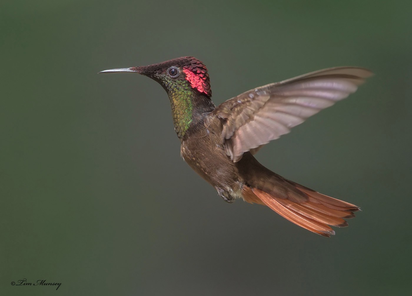 Ruby Topaz Hummingbird Male