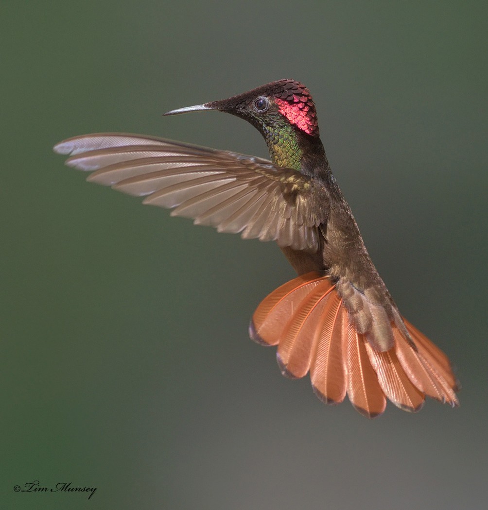 Ruby Topaz Hummingbird Male